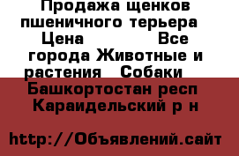 Продажа щенков пшеничного терьера › Цена ­ 30 000 - Все города Животные и растения » Собаки   . Башкортостан респ.,Караидельский р-н